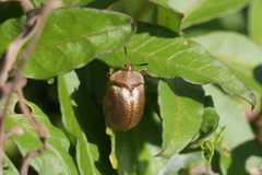 Chelymorpha indigesta