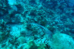 Aulostomus maculatus