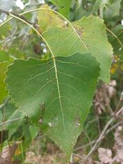 Populus deltoides