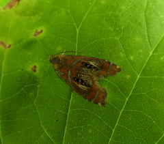 Olethreutes arcuella