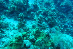 Aulostomus maculatus