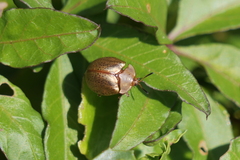 Chelymorpha indigesta