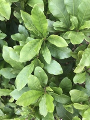 Synsepalum dulcificum