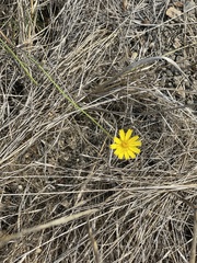 Hypochaeris radicata