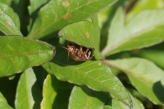 Chelymorpha indigesta