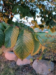 Ulmus glabra