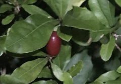 Synsepalum dulcificum