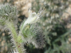 Echium italicum