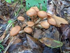 Physalacriaceae