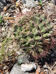Hamatocactus hamatacanthus hamatacanthus