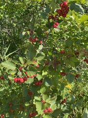 Crataegus chrysocarpa