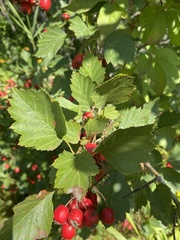 Crataegus chrysocarpa