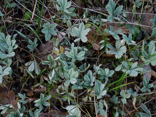 nátržník piesočný (Potentilla incana)