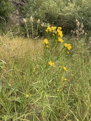 Euthamia occidentalis