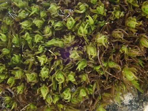 Image of Rigid Beard Moss (Didymodon rigidulus) by (c) Christian Berg, some rights reserved (CC BY)