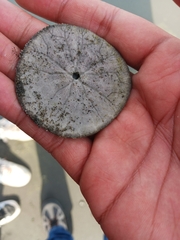 Dendraster excentricus