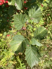 Crataegus chrysocarpa