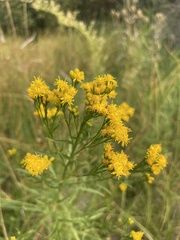 Euthamia occidentalis