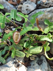 Aristolochia coryi