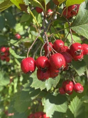 Crataegus chrysocarpa