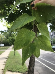 Celtis occidentalis