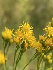 Euthamia occidentalis