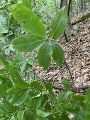 Oxydendrum
