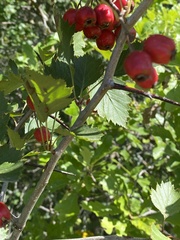Crataegus chrysocarpa