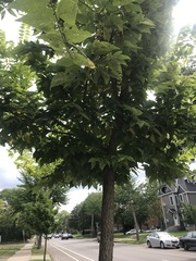 Celtis occidentalis