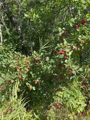 Crataegus chrysocarpa
