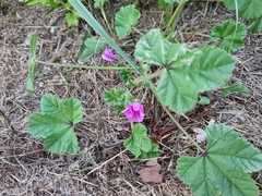 Malva sylvestris