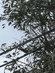 Aphelocoma californica