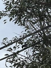 Aphelocoma californica