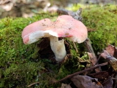 Russula silvicola