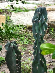 Cactoideae