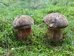 Neoboletus luridiformis