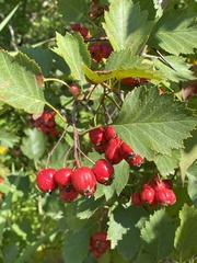Crataegus chrysocarpa