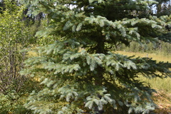 Picea