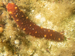 Apostichopus californicus