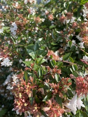Abelia