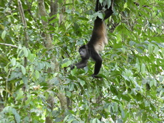 Alouatta palliata