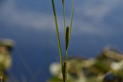 Carex aquatilis