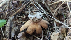 Myriostoma coliforme