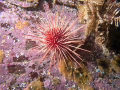 Mesocentrotus franciscanus