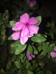 Catharanthus roseus