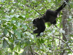 Alouatta palliata