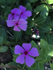 Catharanthus roseus