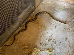 Pantherophis spiloides