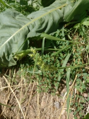 Cenchrus longispinus