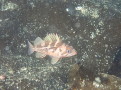 Sebastes caurinus